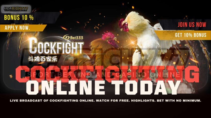 Cockfighting online today